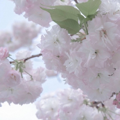 原创兽设世界观设计思路兽圈社群